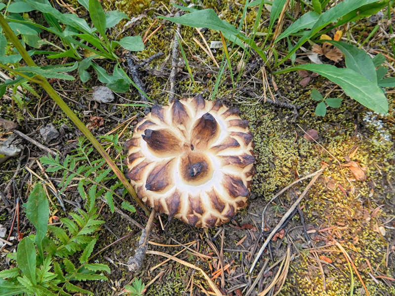 Mushrooms along